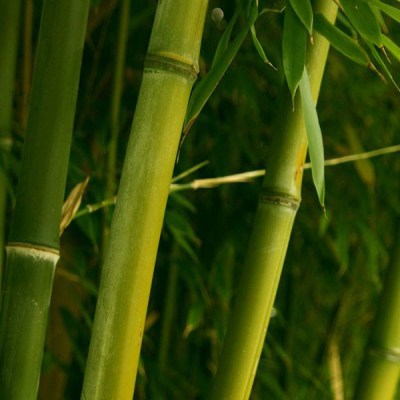 Бамбук зеленый натур3